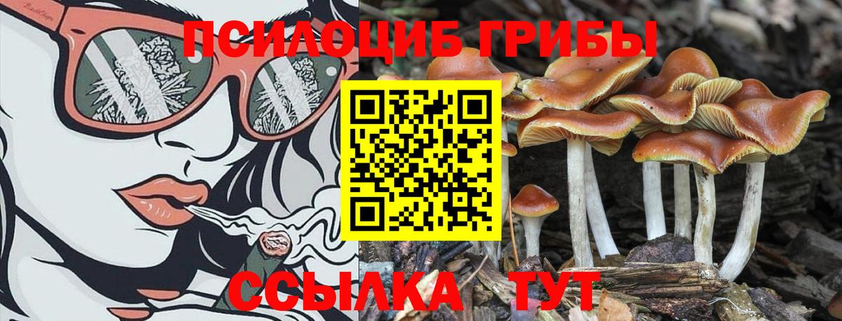 Псилоцибиновые грибы Psilocybe Ишим